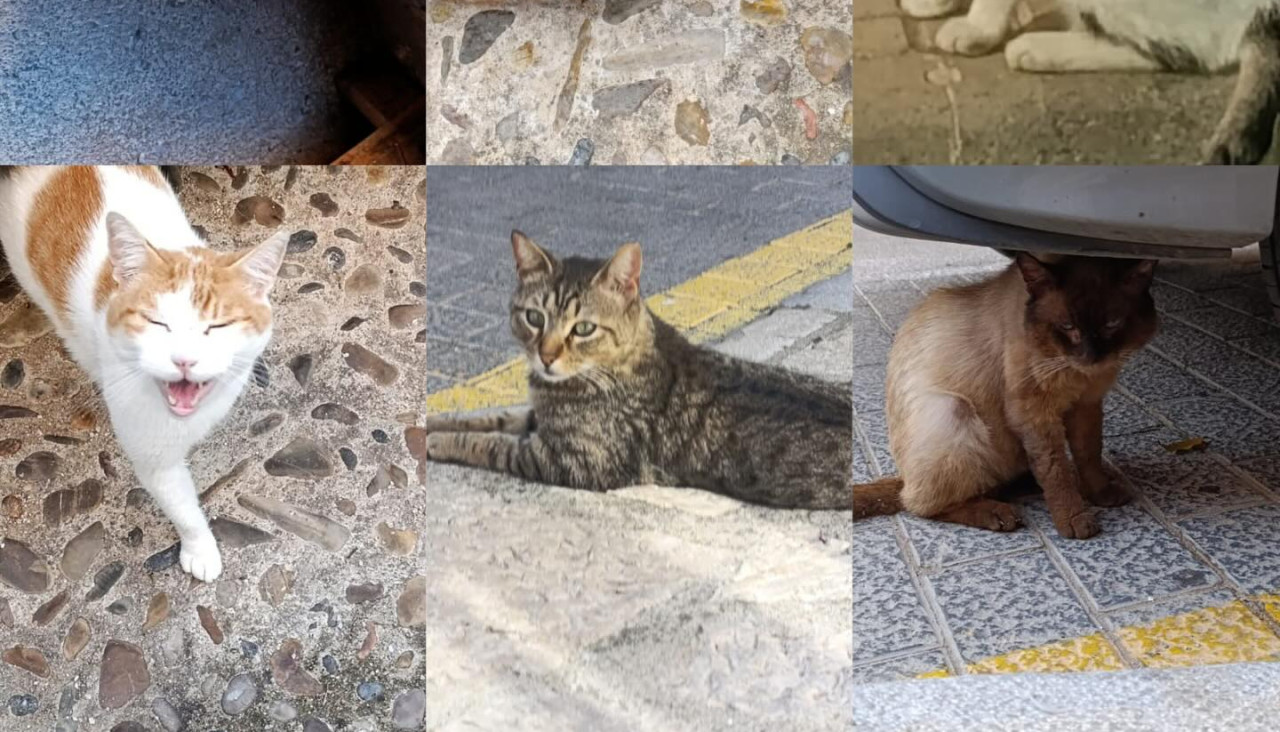 moixos